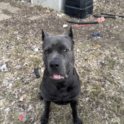 Troy, a Black Cane Corso Dog