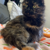 Nova, a Black, Orange, Light-brown Mixed Cat