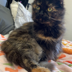 {petName}, a Black, Orange, Light-brown Mixed Cat