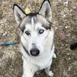 {petName}, a White, Dark-grey Husksy Dog